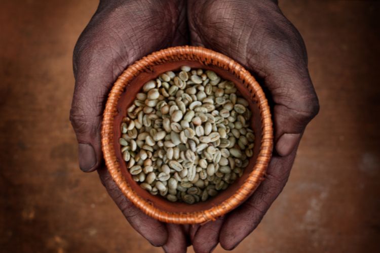 Hands holding raw (green) beans of Ethiopian coffee