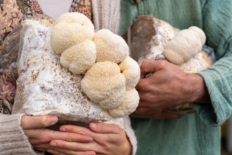 People holding grown medium with lion mane mushrooms