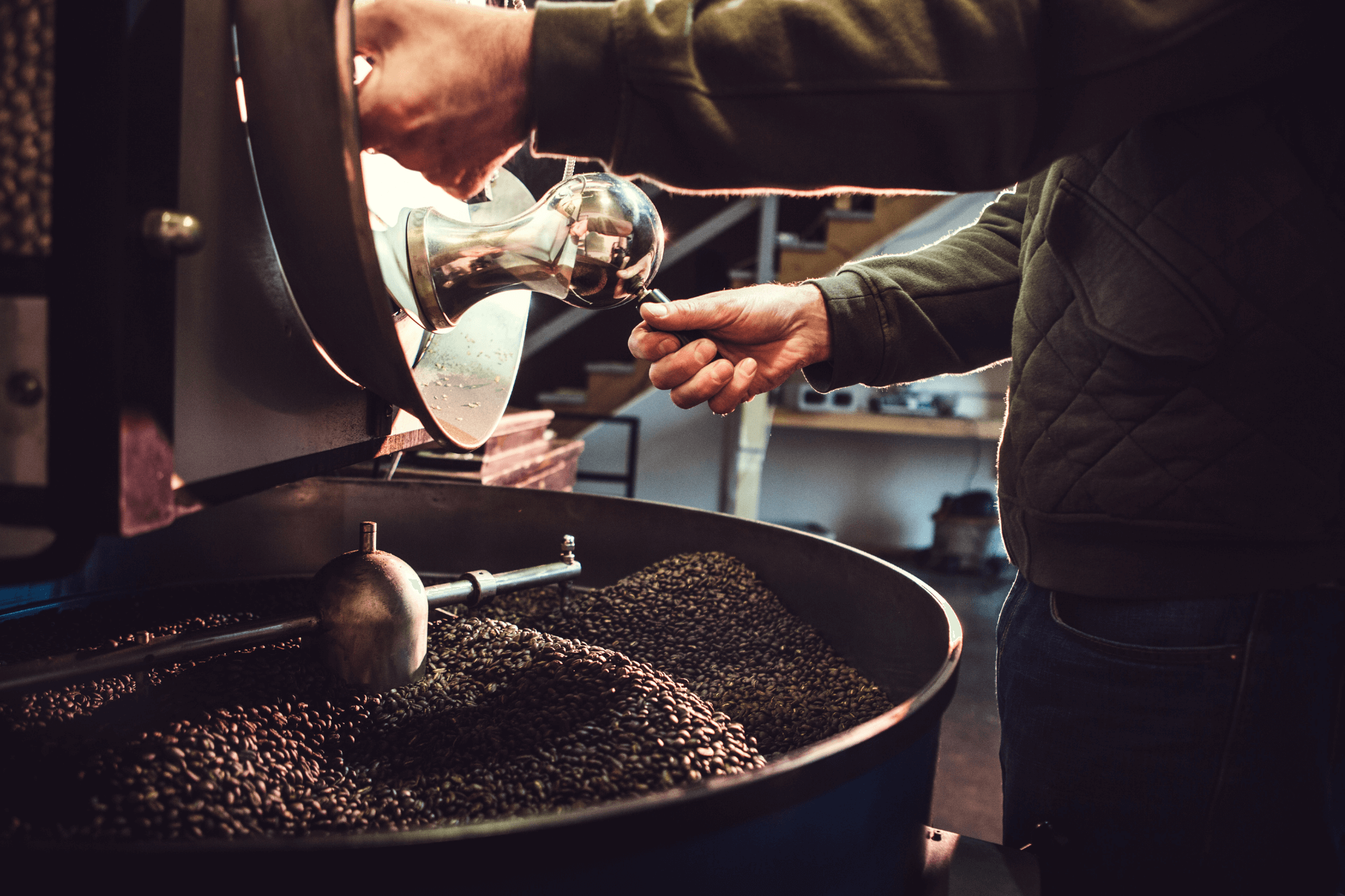A photo of a roaster or coffee expert inspecting roasted beans.