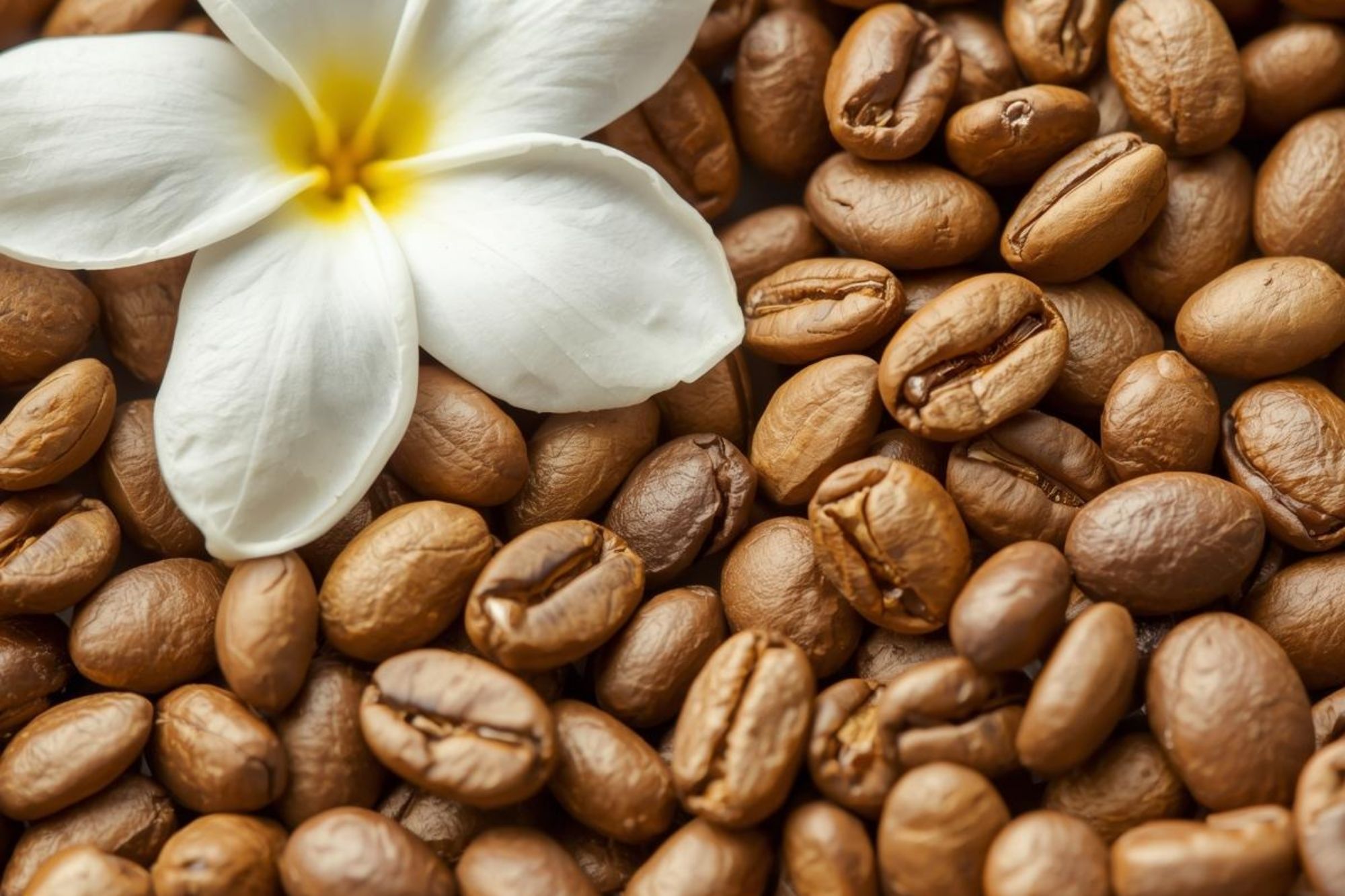 A close-up of light-roasted Geisha whole coffee beans (known for being elongated) next to a delicate flower (like jasmine).