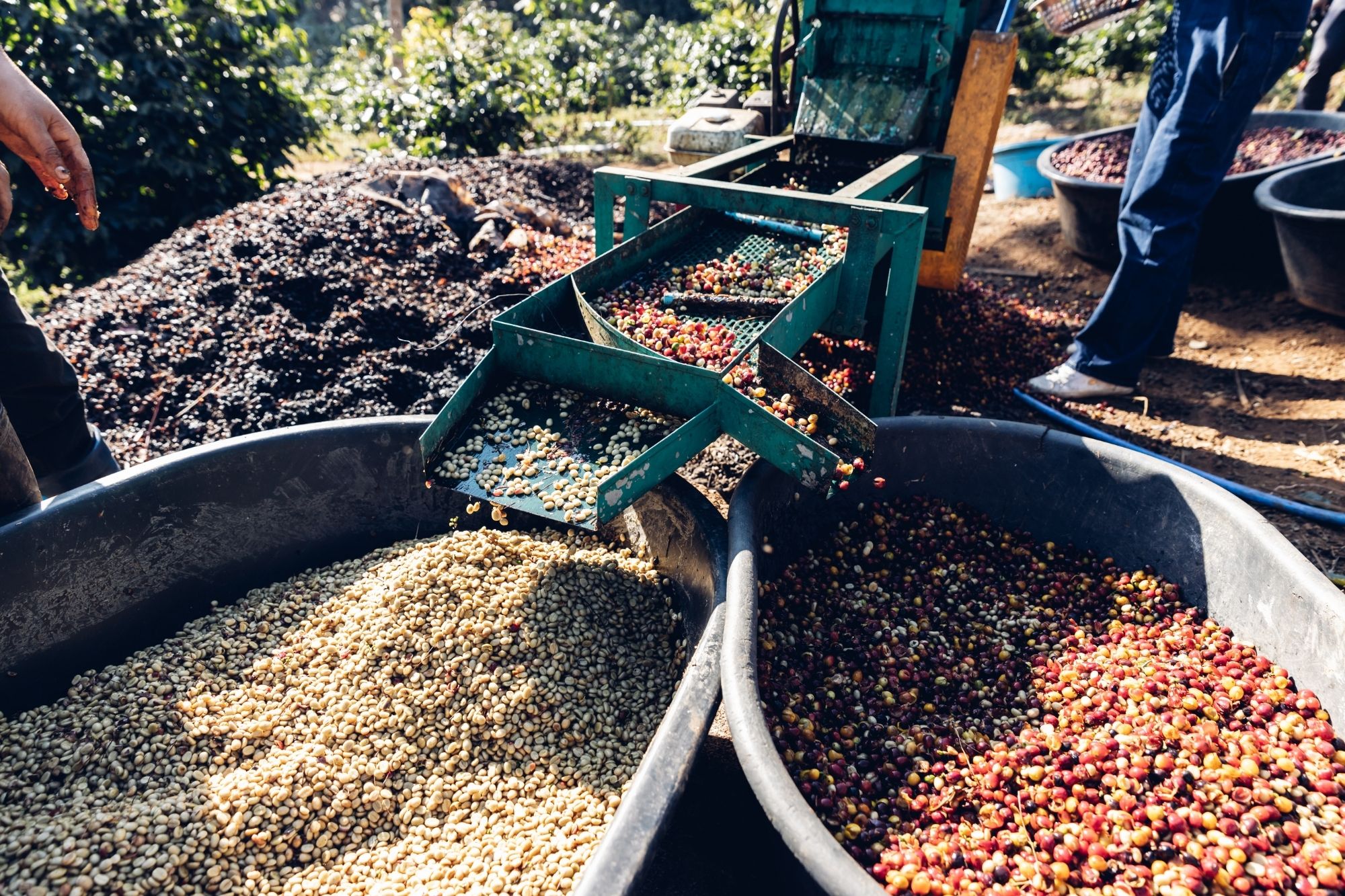 A photo of the Natural Process (whole cherries drying on raised beds) and Washed Process (clean beans drying).